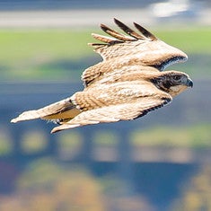 Hawk over East Rock.