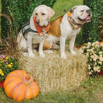 Heidi and Handsome Dan posing for a photo near pumpkins.