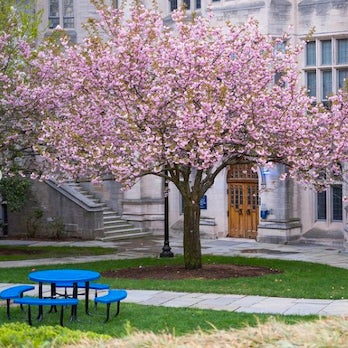 Spring day on campus showing cherry blossom tree and bold blue table in foreground.