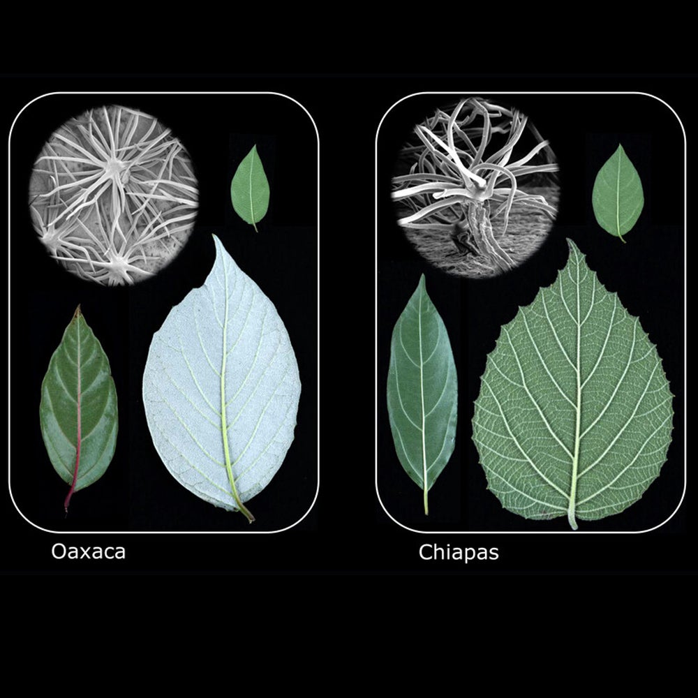 Comparison of similar leaf types from Oaxaca, Mexico and Chiapas, Mexico