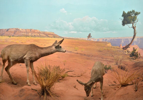 Diorama of desert animals