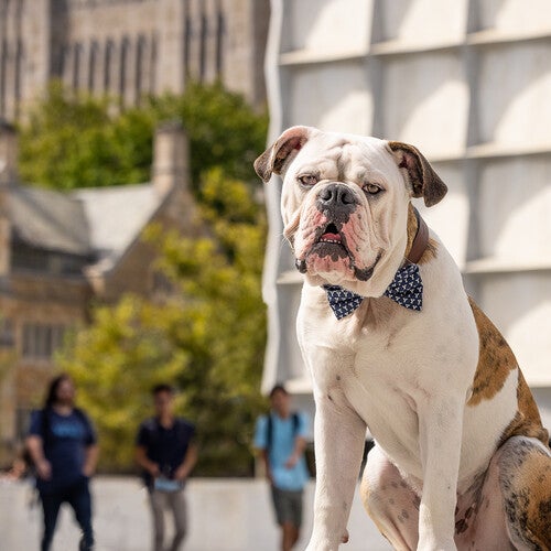 Yale’s most celebrated resident is Handsome Dan, the English Bulldog that serves as the university’s mascot. He’s often seen taking walks on campus, attending athletic events, and hanging out at his home base, the Yale Visitor Center.