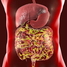rendering of bacteria in the gut