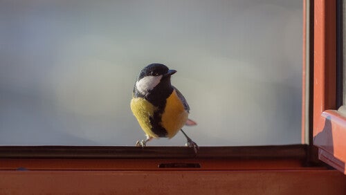 Black-capped chickadee standing in window with red pane