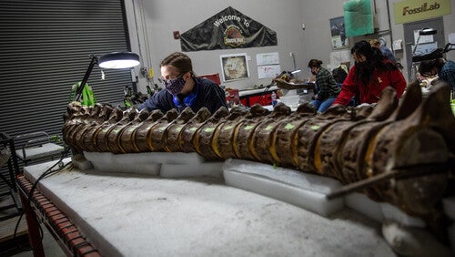 A conservator works on a long section of spine belonging to the Peabody’s American Mastodon.